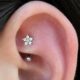 Rook